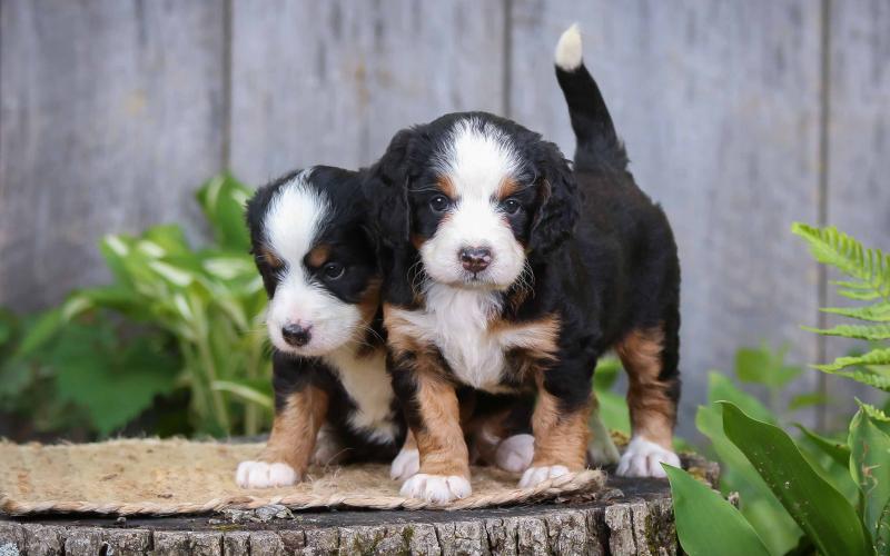 Sabrina and Shelby are from Sadie & Sammy born on 5/29/20 Sabrina and Shelby