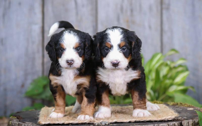 Sabrina and Shelby are from Sadie & Sammy born on 5/29/20 Sabrina and Shelby