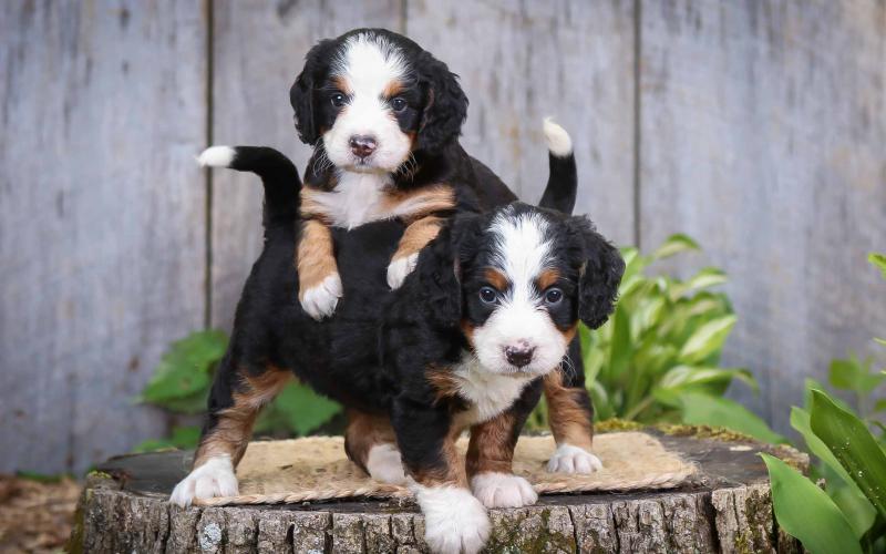 Sabrina and Shelby are from Sadie & Sammy born on 5/29/20 Sabrina and Shelby
