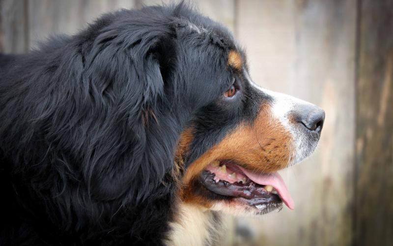 Flame is a beautiful, Bernese Mountain Dog with Champion bloodlines! Flame