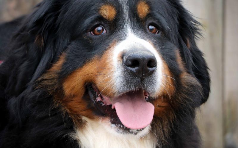 Flame is a beautiful, Bernese Mountain Dog with Champion bloodlines! Flame