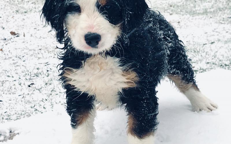 Rodger is from Rosie & Sammy born on 9/03/19 Rodger