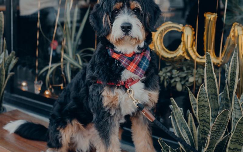 Rexford is from Roxanne & Sammy born on 2/06/19 Rexford