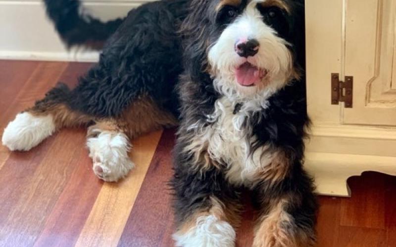 Ramsey is from Roxanne & Sammy born on 2/06/19 Ramsey