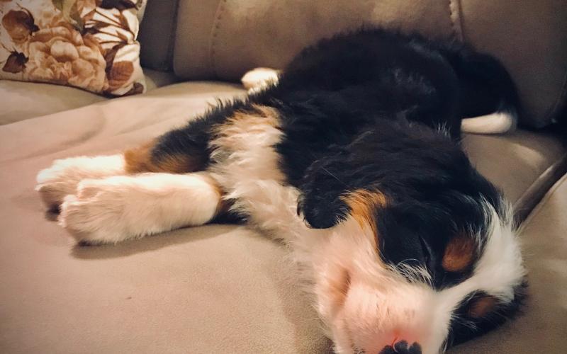 Katie Bug is from Krissy & Sammy born on 12/20/19 Katie Bug