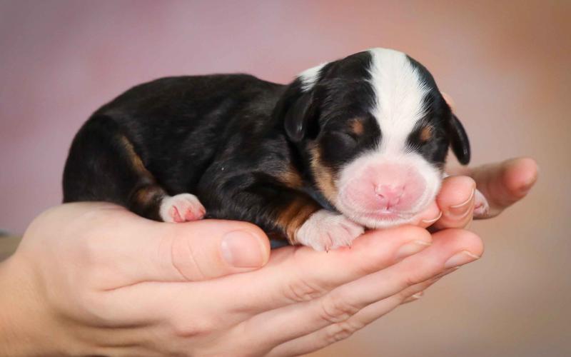 Kiwi is from Krissy & Sammy born on 12/20/19 Kiwi