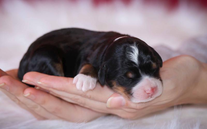 Lincoln is from Little Candy & Sammy born on 4/18/20 Lincoln