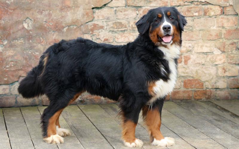 Little Candy is an outstanding mama! She is a full blooded Bernese Mountain Dog! Little Candy