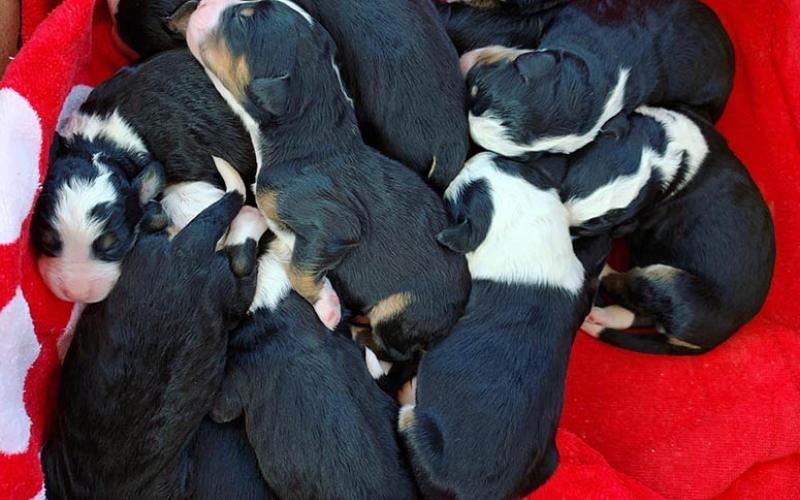 Little Candy & Sammy's litter born on 4/18/20 Little Candy's Litter