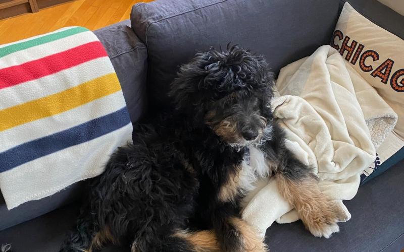 Luke is from Queenie & Keno born on 11/13/19 Luke
