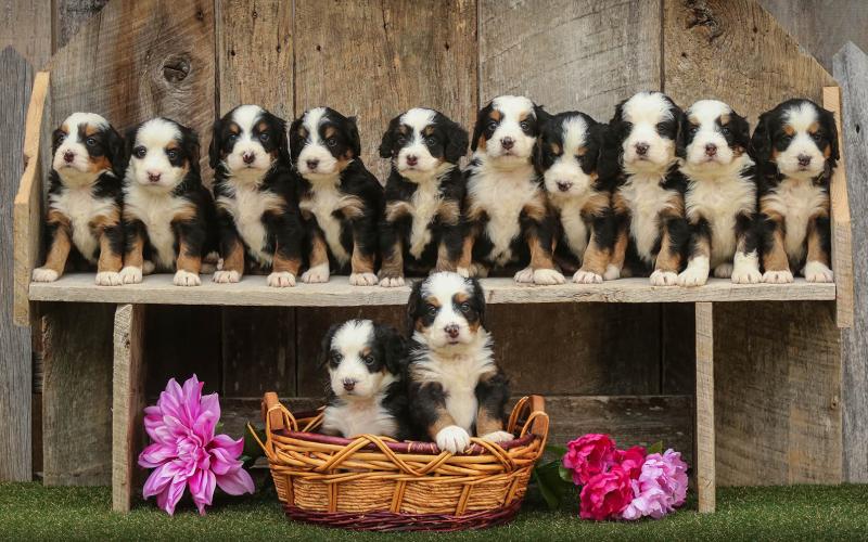 Mindy's Litter born on 4/03/19 Mindy's Litter