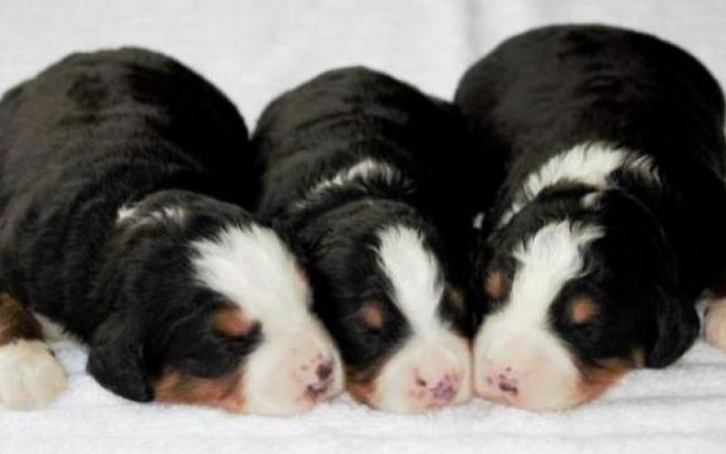 Mini Bernedoodles Minis