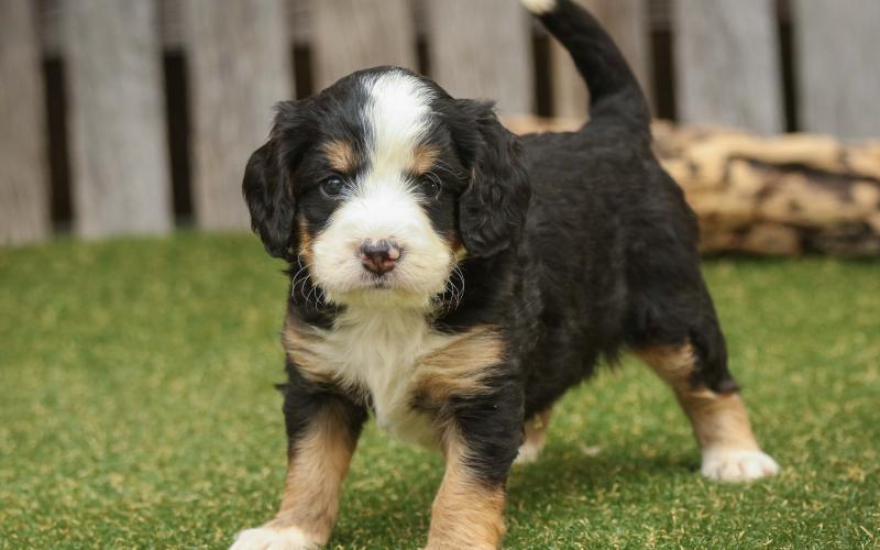 Morgan is from Mindy & Sammy born on 4/03/19 Morgan