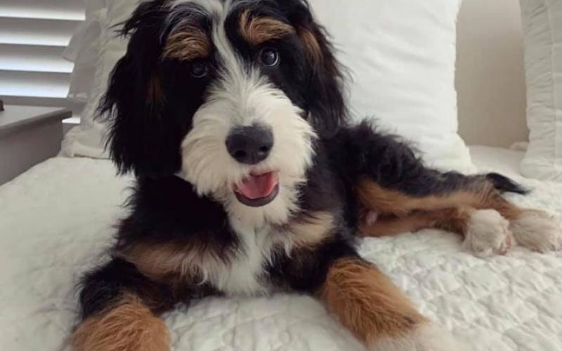 Morris is from Mindy & Sammy born on 4/03/19 Morris
