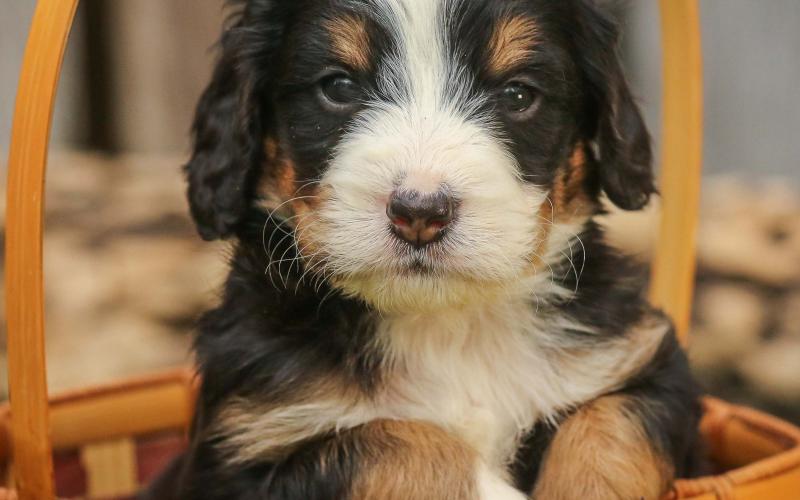 Morris is from Mindy & Sammy born on 4/03/19 Morris