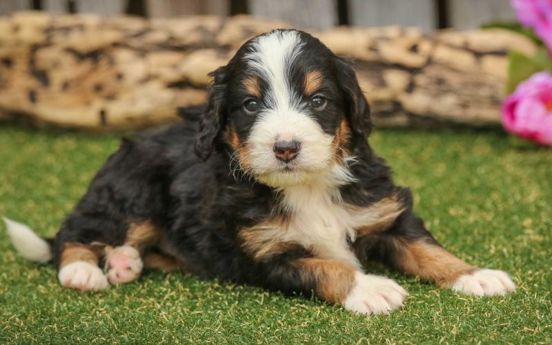 Morris is from Mindy & Sammy born on 4/03/19 Morris