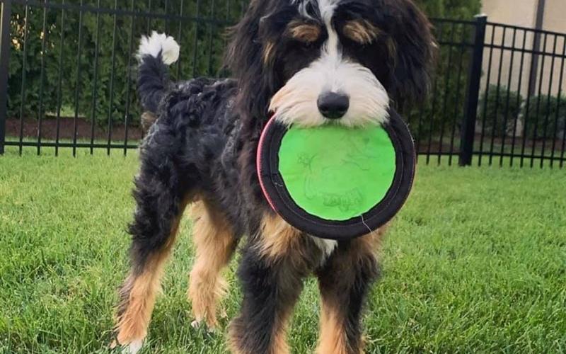 Morris is from Mindy & Sammy born on 4/03/19 Morris