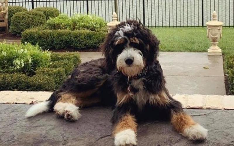Morris is from Sammy & Mindy born on 4/03/19 Morris