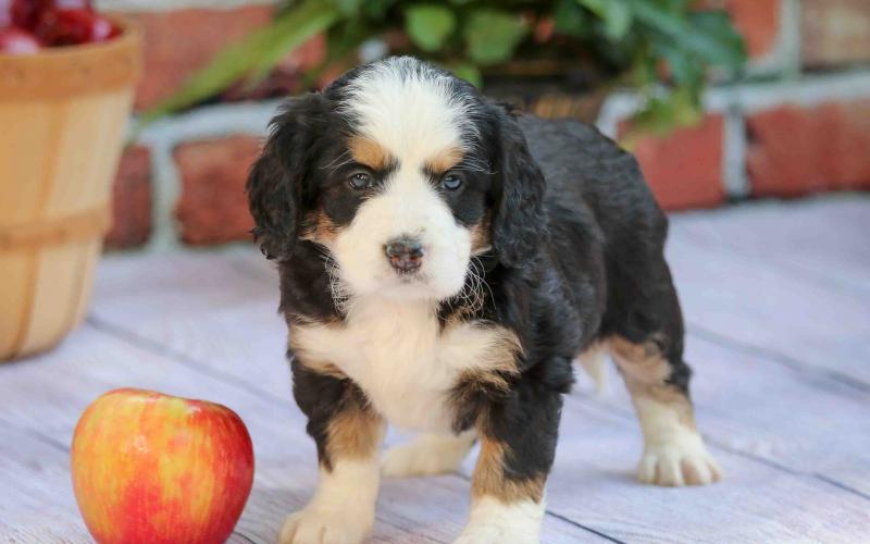 Rainy is from Rosie & Sammy born on 9/03/19 Rainy