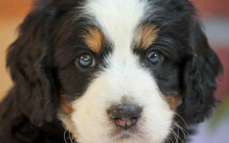 Randal is from Rosie & Sammy born on 9/03/19 Randal