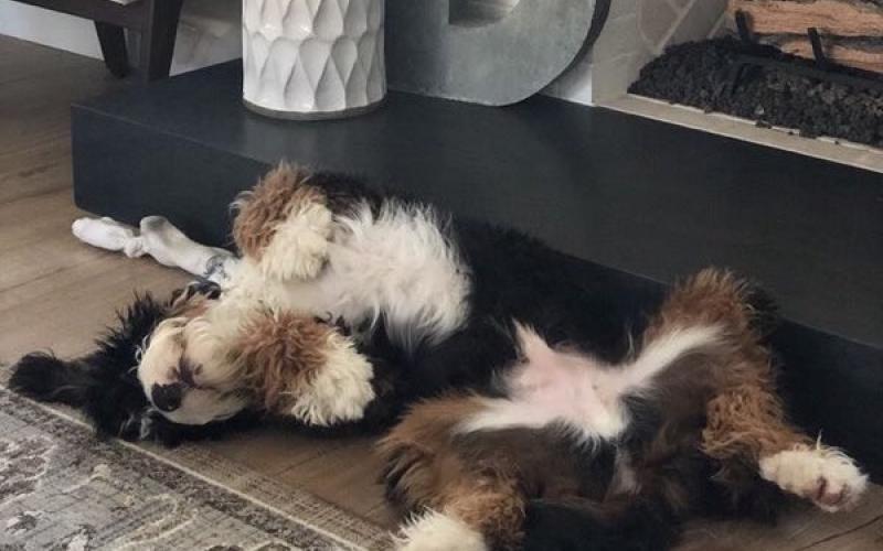 Reynard is from Roxanne & Sammy born on 2/06/19 Reynard