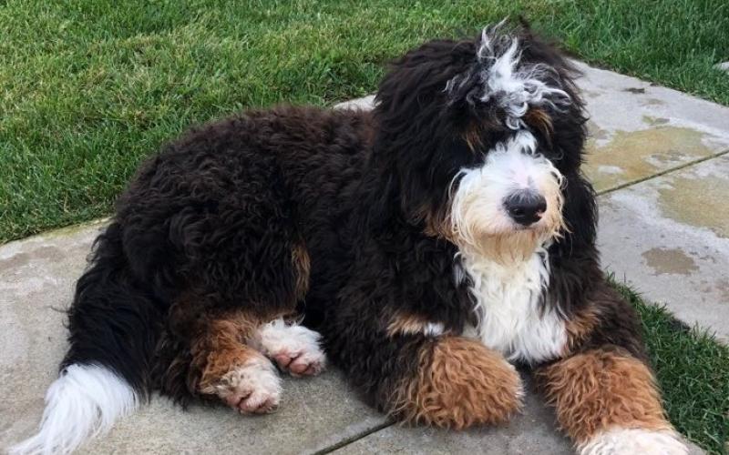 Reynard is from Roxanne & Sammy born on 2/05/19 Reynard