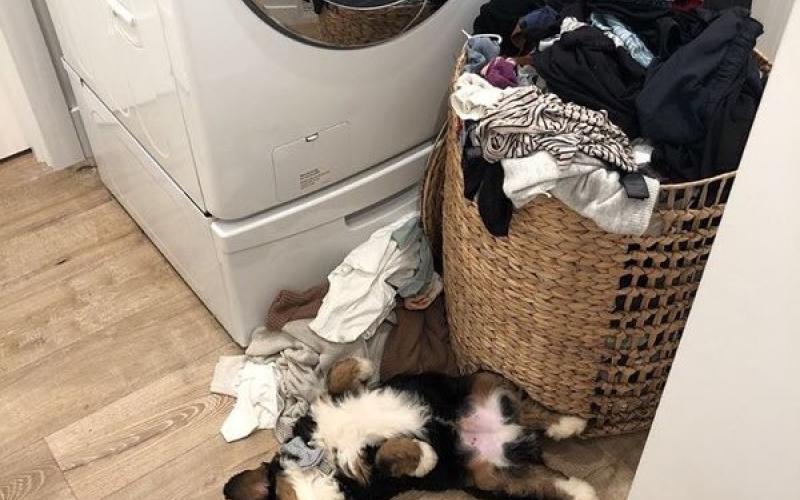 Reynard is from Roxanne & Sammy born on 2/05/19 Reynard