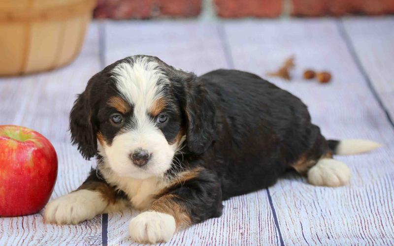 Rosita is from Rosie & Sammy born on 9/03/19 Rosita