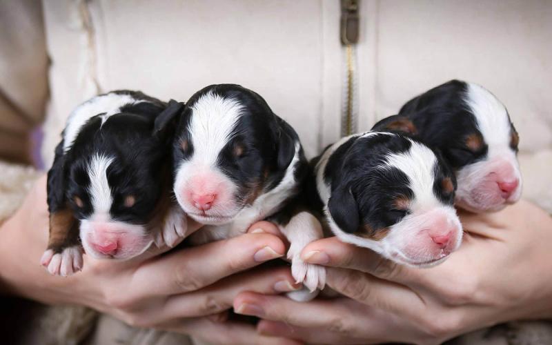 Roxannes mini Bernedoodle babies Roxannes Babies