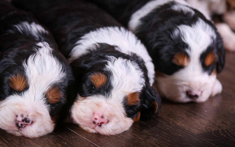 Roxanne's Litter born on 4/14/20 at 3 weeks old Roxanne's Litter