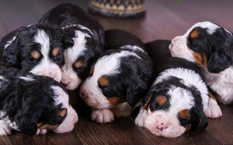 Roxanne's Litter born on 4/14/20 at 3 weeks old Roxanne's Litter