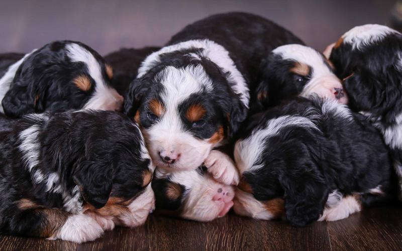 Roxanne's Litter born on 4/14/20 at 3 weeks old Roxanne's Litter