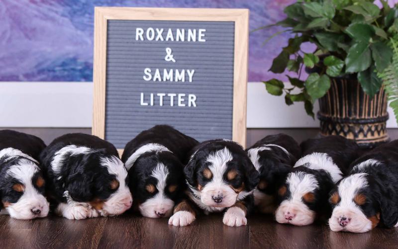 Roxanne's Litter born on 4/14/20 at 3 weeks old Roxanne's Litter