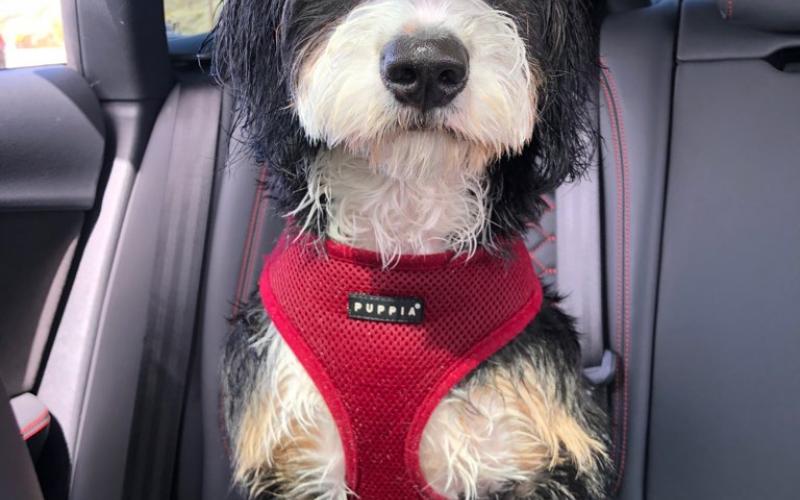 Russel is from Rosie & Sammy born on 9/03/19 Russel