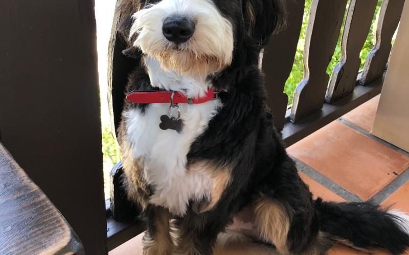Russel is from Rosie & Sammy born on 9/03/19 Russel