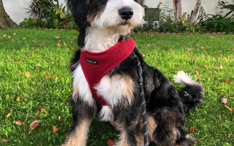 Russel is from Rosie & Sammy born on 9/03/19 Russel