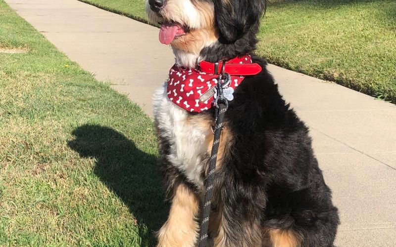 Russel is from Rosie & Sammy born on 9/03/19 Russel