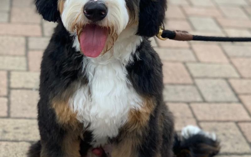 Sandor is from Sadie & Sammy born on 10/30/19 Sandor