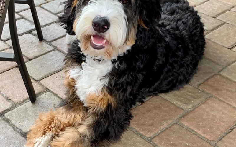Sandor is from Sadie & Sammy born on 10/30/19 Sandor