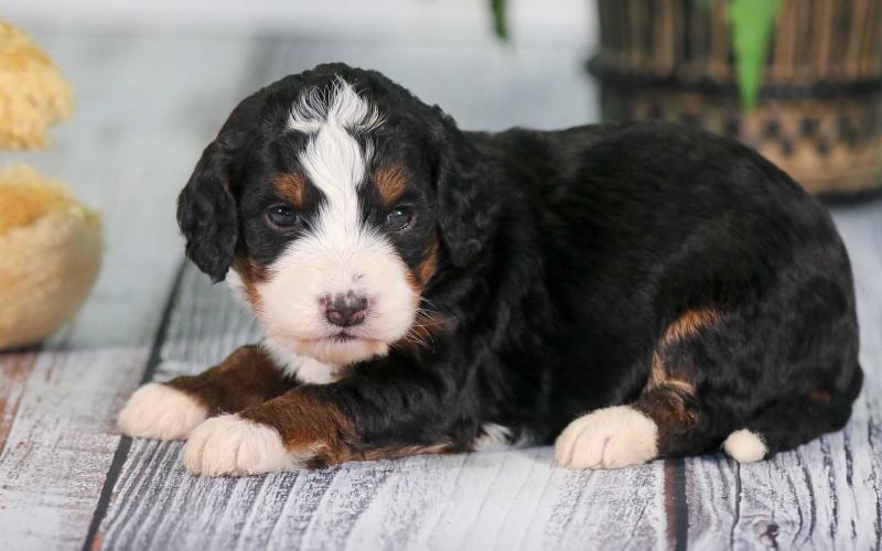 Sandra is from Sugar & Sammy born on 1/21/20 Sandra