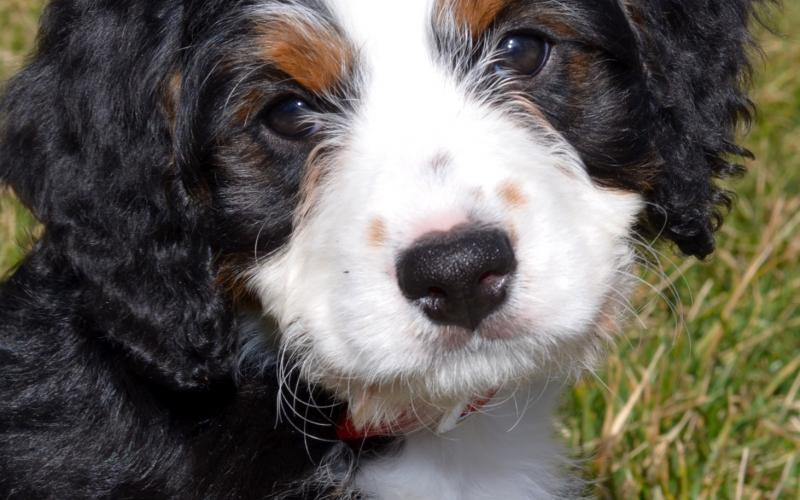 Saphira is from Sugar & Sammy born on 1/21/20 Saphira