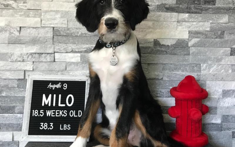 Scott is from Sadie & Keno's litter born on 3/31/19 Scott
