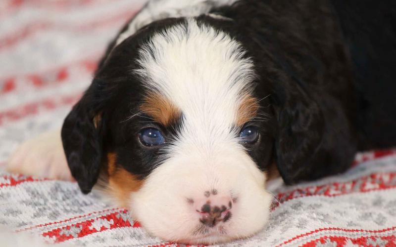 Scottie is from Sadie & Sammy born on 10/30/19 Scottie