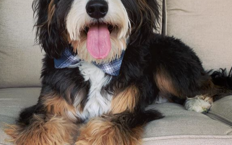 Morris is from Mindy & Sammy born on 4/03/19 Morris