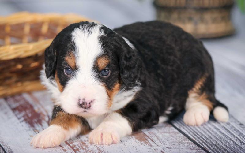 Seymore is from Sugar & Sammy born on 1/21/20 Seymore