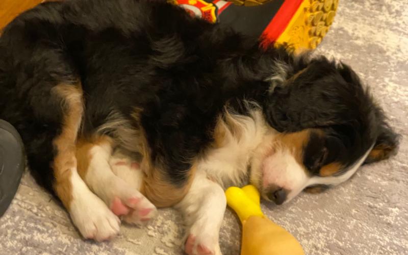 Seymore is from Sugar & Sammy born on 1/21/20 Seymore