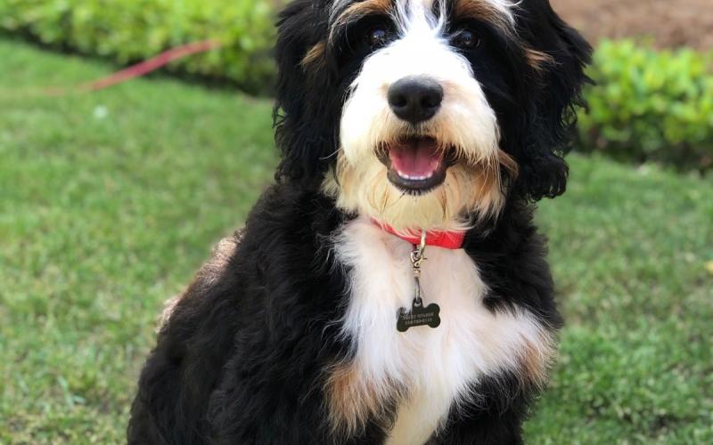 Shadow is from Sadie & Sammy born on 10/30/19 Shadow
