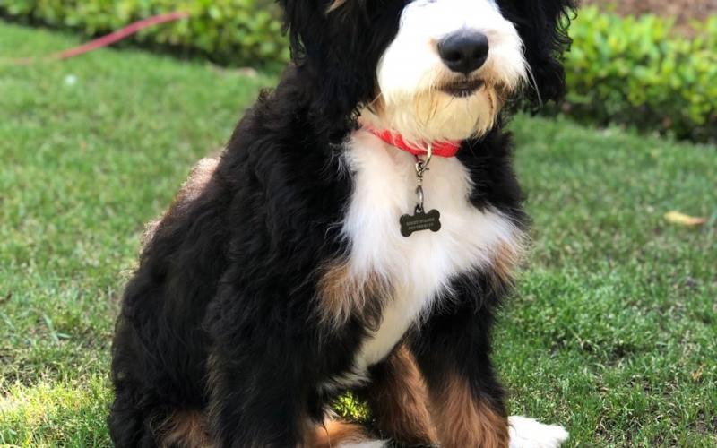 Shadow is from Sadie & Sammy born on 10/30/19 Shadow