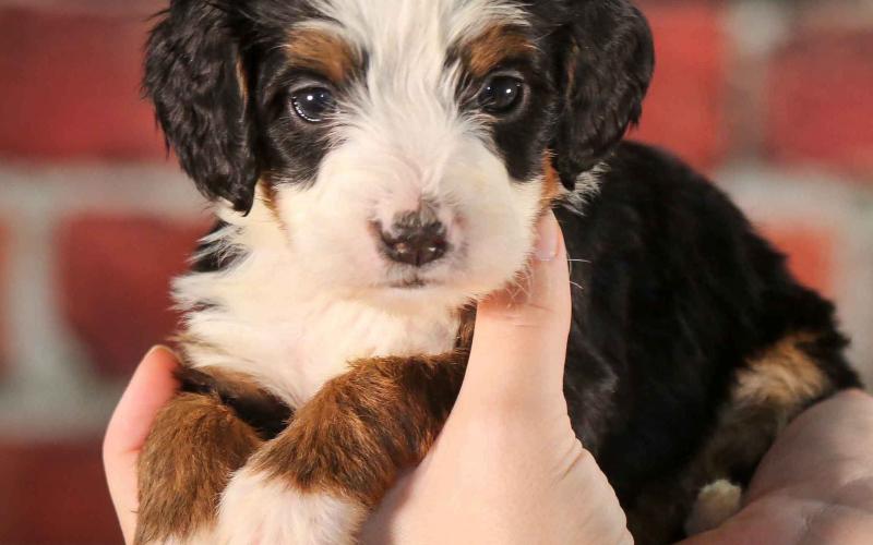 Shadow is from Sadie & Sammy born on 10/30/19 Shadow