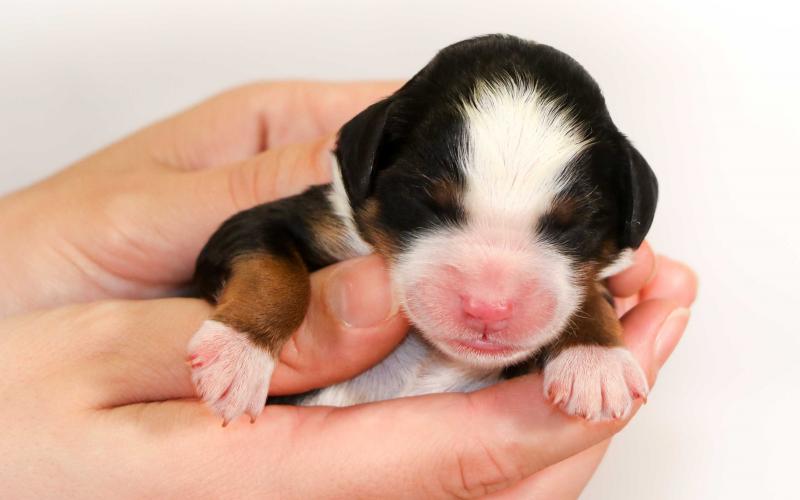 Shadow is from Sadie & Sammy born on 10/30/19 Shadow